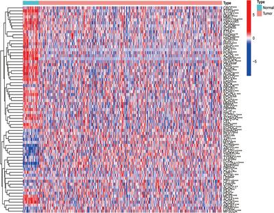 Identification of a Prognostic Model Based on Fatty Acid Metabolism-Related Genes of Head and Neck Squamous Cell Carcinoma